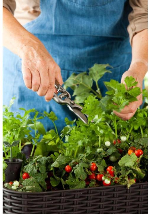 Immagine prodotto Keter Easy Growing