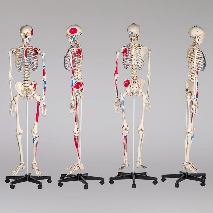 Actual product image tectake Anatomy skeleton
