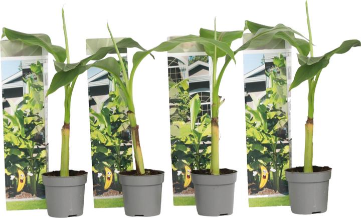 Produktbild Plant in a Box Musa Basjoo - (25 cm)