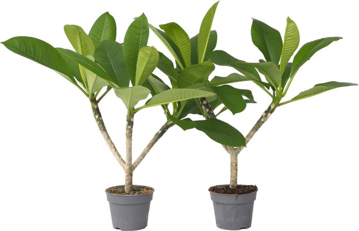 Produktbild Plant in a Box Plumeria Frangipani - 2er Set Hawaii pflanze (45 cm)