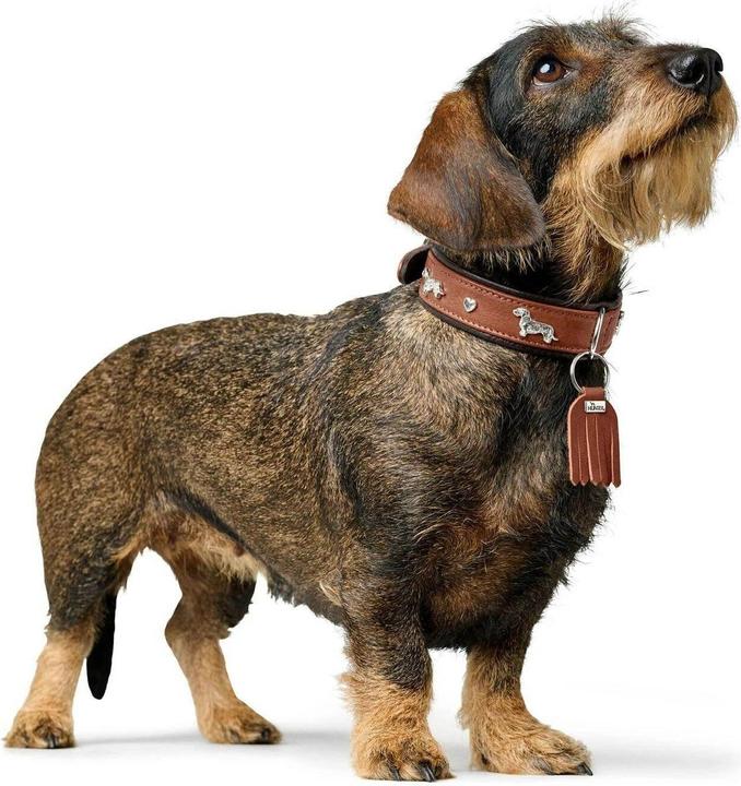 Immagine prodotto Hunter Collare bassotto Monaco 37/XS-S, pelle di vacchetta (37, Cane, Generale)
