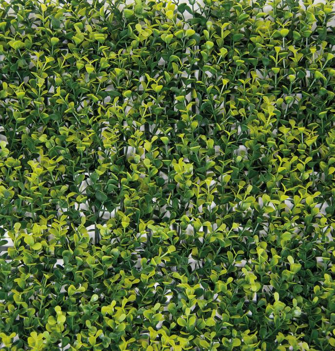 Buxus
