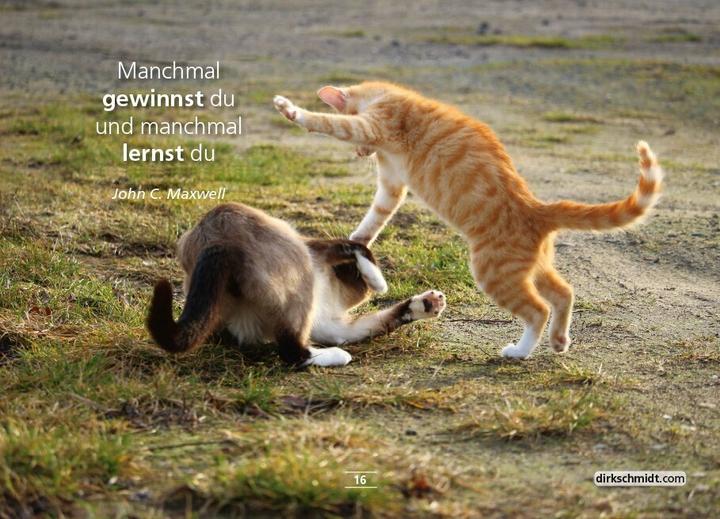 Immagine prodotto MUTivationsbox 2 - 101 Zitate im Postkartenformat (Tedesco, Dirk Schmidt, 2020)