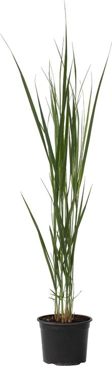 Actual product image Plant in a Box Panicum virgatum 'Northwind' - Blackthorn (40 cm)
