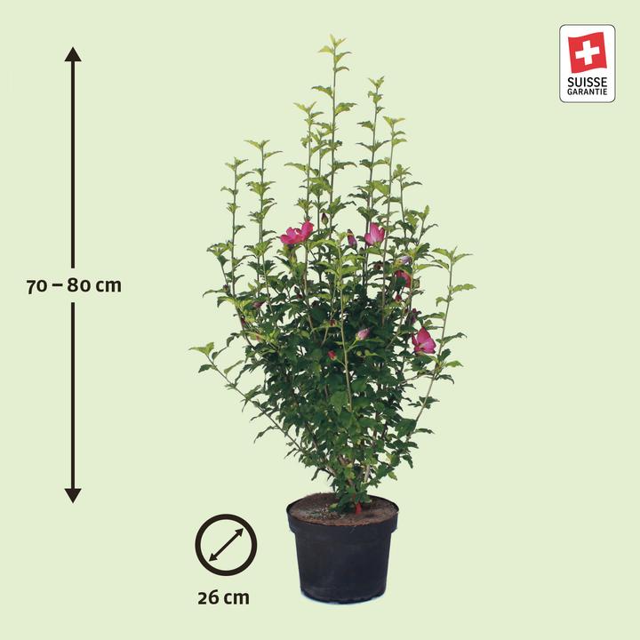 Image du produit Zulauf Eibisch / Hibiscus syr. 'Woodbridge' (80 cm)