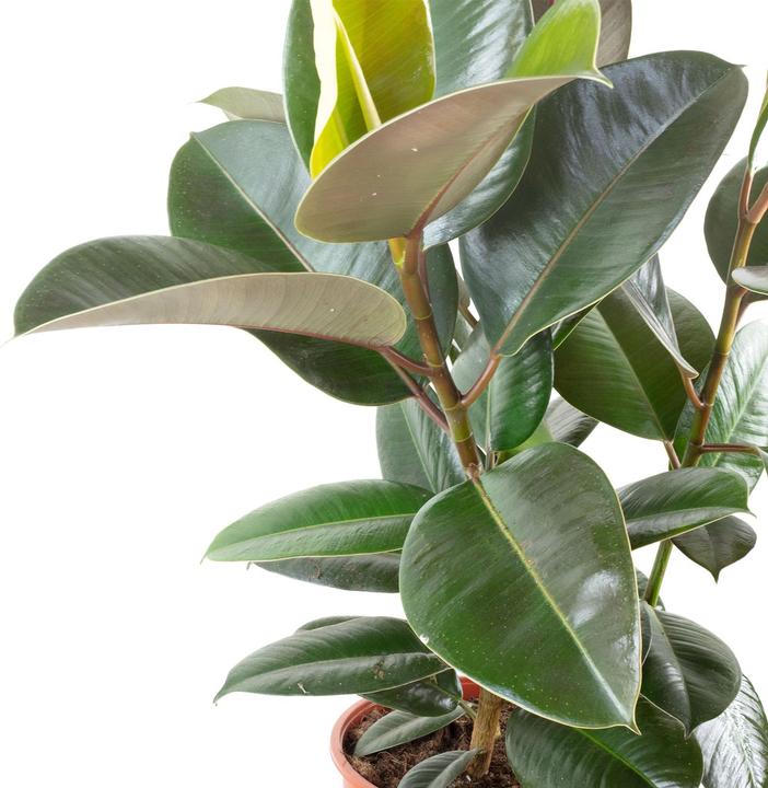 Produktbild Flowerbox Gummibaum Busch verzweigt - Ficus elastica "Robusta" (60 cm)