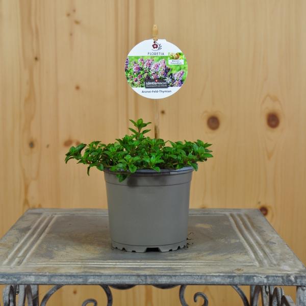 Actual product image Säntispracht Set of 6, The ground-covering medicinal field thyme - Thymus pulegioides (25 cm)
