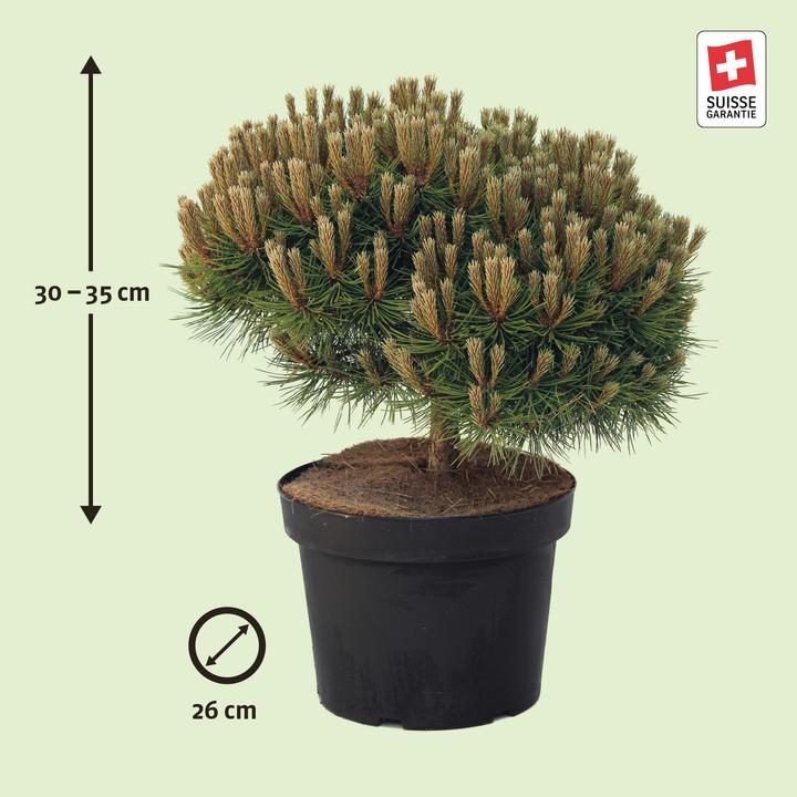 Produktbild Zulauf Zwerg-Schwarz-Kiefer / Pinus nigra 'Marie Brégeon' (35 cm)