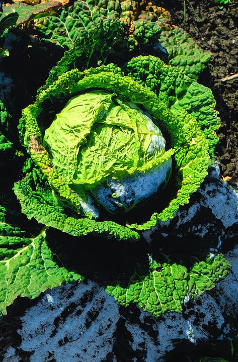 Actual product image Zollinger Bio Wirz, Paradiesler Selection Z (Seedlings)