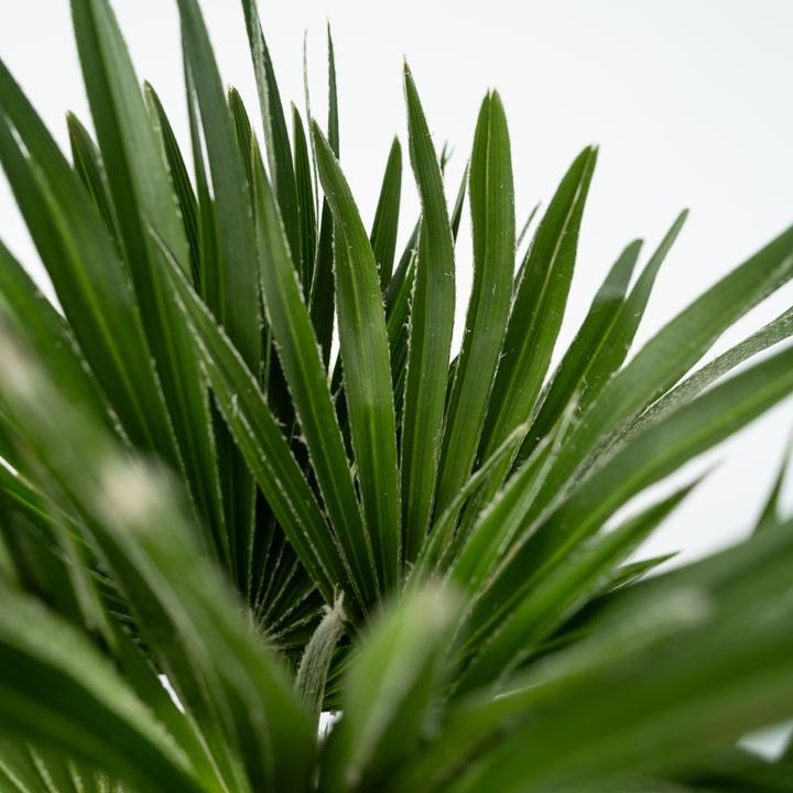 Produktbild Plant in a Box Chamaerops 'Vulcano' - Vulkan Zwergpalme (45 cm)