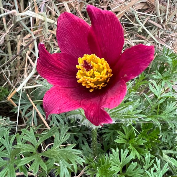 Produktbild Säntispracht 3 er Set, Die unter Naturschutz stehende Küchenschelle - Pulsatilla vulgaris Red Shades