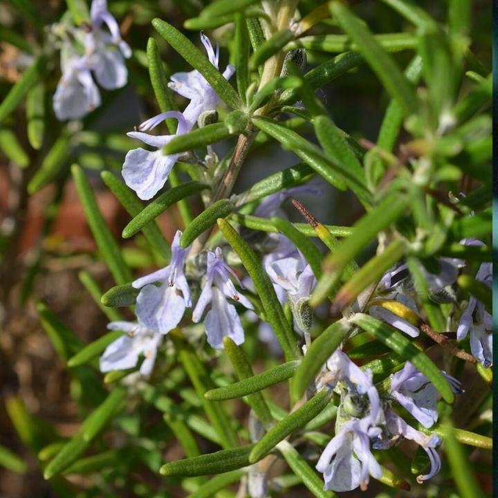 Actual product image Farfalla AromaCare Rosemary Chemotype Verbenone Essential Oil Organic (5ml)