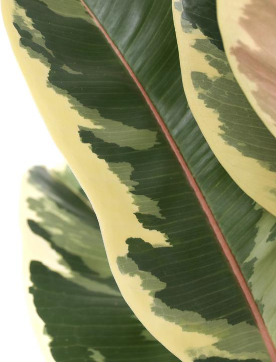 Produktbild Plant in a Box Ficus Elastica Tineke - Gummibaum (90 cm)