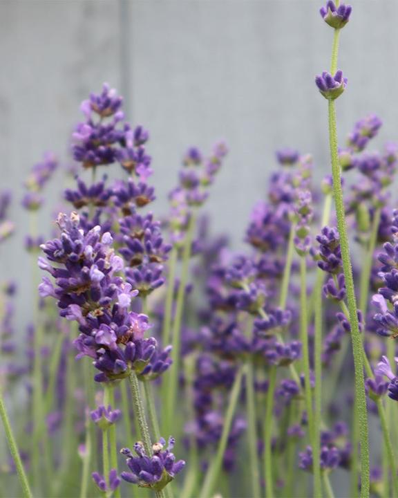 Produktbild feey Lavendel (15 cm, Tierfreundlich)