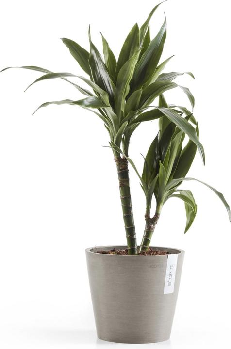 Actual product image Ecopots Amsterdam (20 cm)
