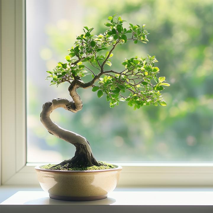 Image du produit Plant in a Box Zelkova serrata - Bonsaibaume (25 cm)