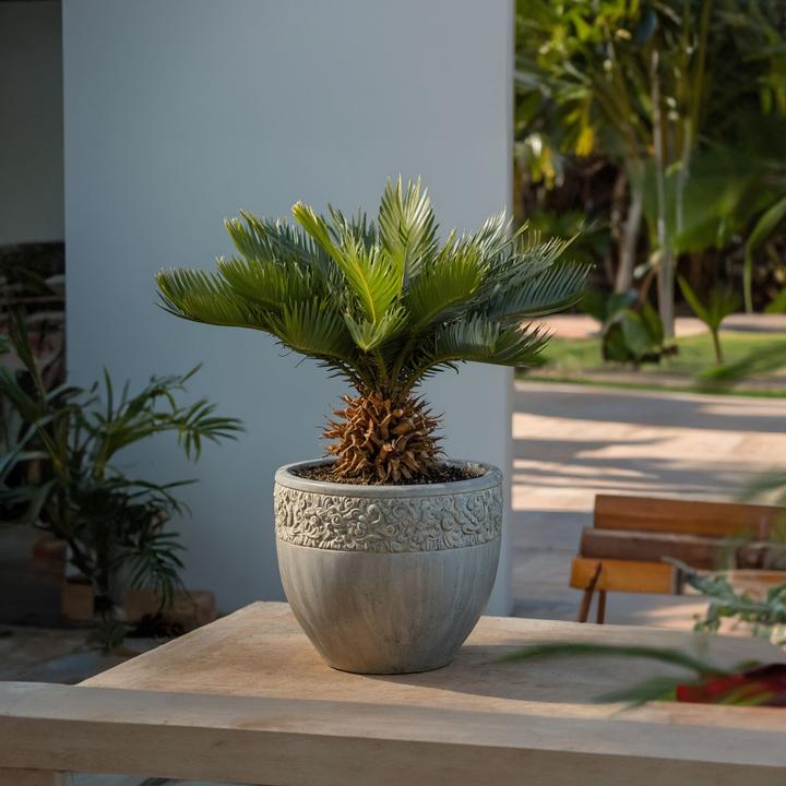Actual product image Plant in a Box Cycas revoluta - set of 2 palm ferns (45 cm)