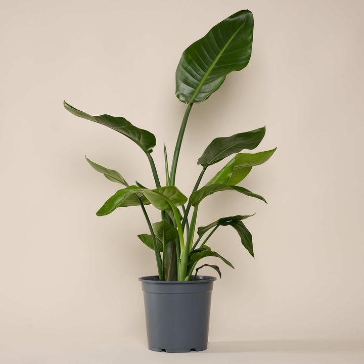 Actual product image Mary and Plants Strelitzia Nicolai with terracotta pot (70 cm)