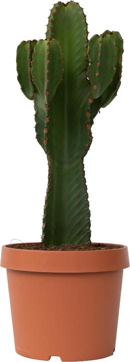 Actual product image Plant in a Box Euphorbia Ingens - Cowboy Cactus (85 cm)