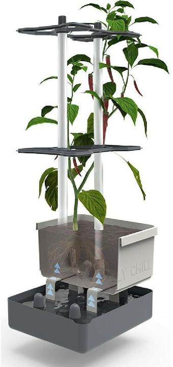 Produktbild Gusta Garden Charly Chili (35 cm)