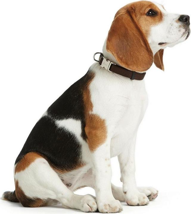 Actual product image Hunter Collar Vario-Basic ALU-Strong Nylon (L, Dog)