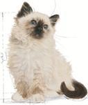 Immagine prodotto Royal Canin Instinctive (Junior, 1 pz., 85 g)