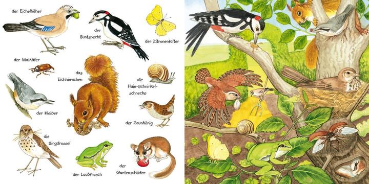 Immagine prodotto Mein kleines buntes Bildwörterbuch: Tiere im Park und im Garten (Tedesco, Christine Henkel, 2024)