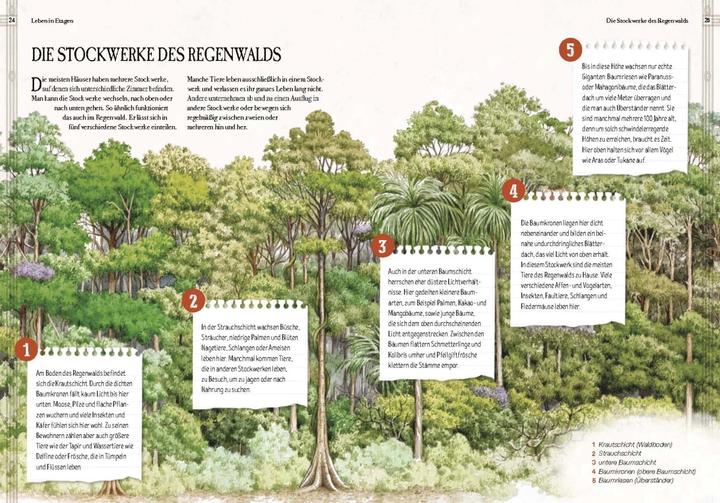 Produktbild Verborgene Welt des Regenwaldes (Deutsch, Kristina Scharmacher-Schreiber, Ferruccio Cucchiarini, 2020)