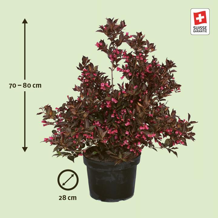 Image du produit Zulauf Weigela (80 cm)