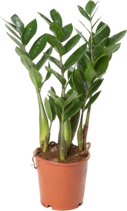 VEG and the City Mandia (Glücksfeder Zamioculcas zamiofolia) (45 cm)