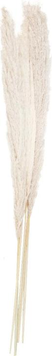 Produktbild Ginger Ray Pampasgras Getrocknet - Weiss 90cm (5Stk)
