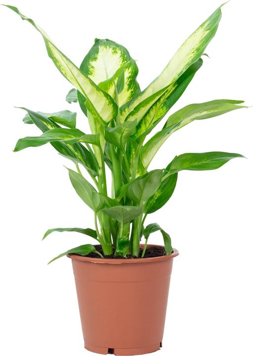 Actual product image Flowerbox Dieffenbachie - Dieffenbachia (35 cm)