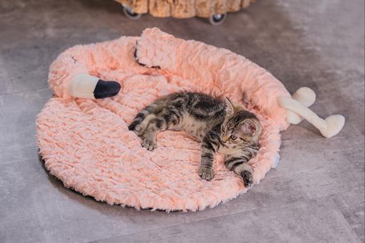 Immagine prodotto Beeztees Gattino gatto cuscino fenicottero Giba (Gatto)