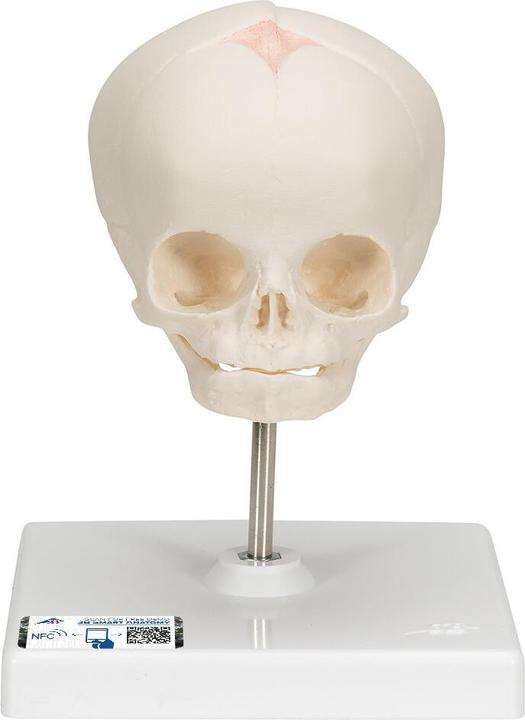 Produktbild 3B Scientific Fetus Schädel Modell, auf Stativ