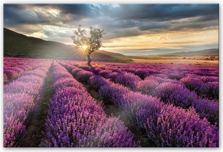 Immagine prodotto Trenddeko Fiori di lavanda in Provenza (200 x 130 cm)
