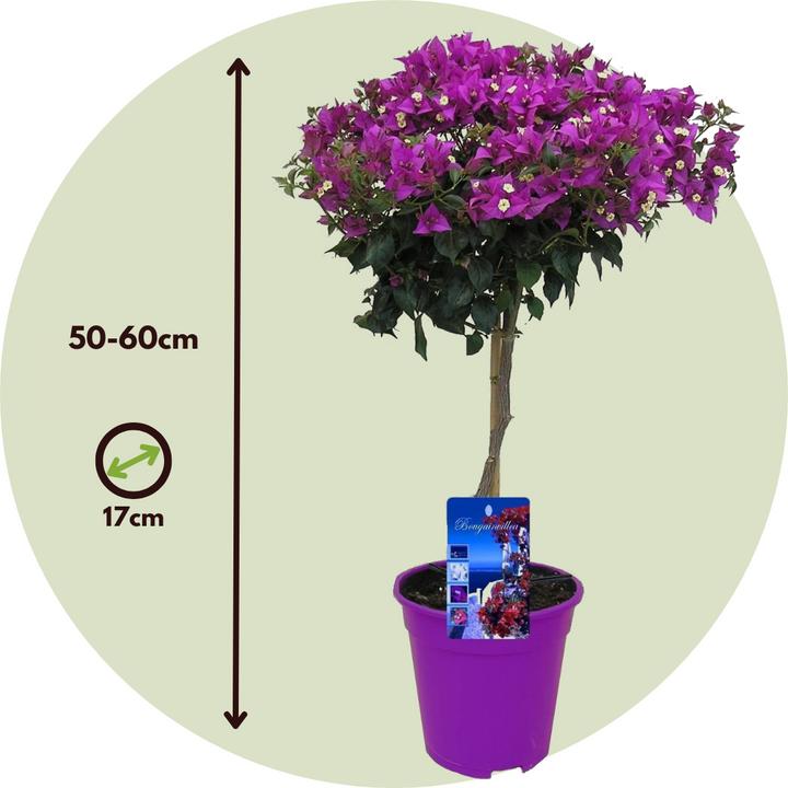 Actual product image Plant in a Box Bougainvillea 'Alexandra' - (50 cm)