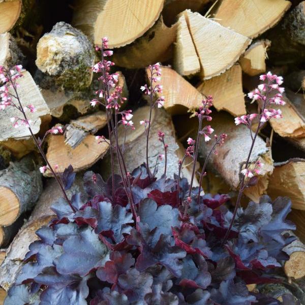 Immagine prodotto Säntispracht Set di 2, Una campana viola a fioritura autunnale - Heuchera Starry Night (40 cm)