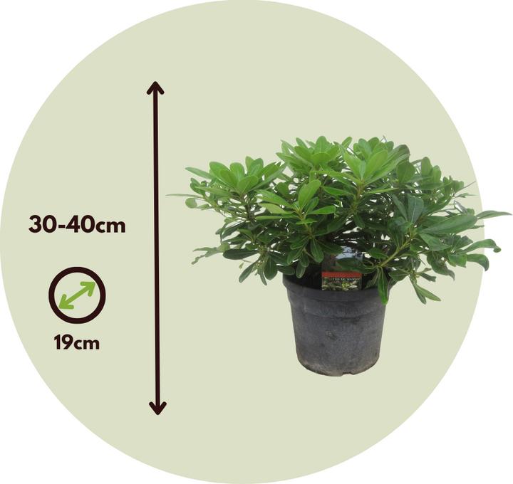 Actual product image Plant in a Box Pittosporum tobira nanum - Laurel (30 cm)