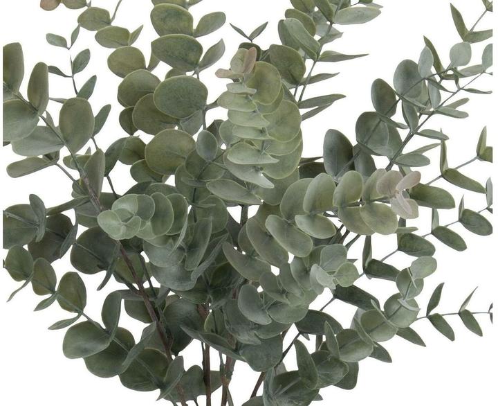 Botanic-Haus Eucalyptus bush (56 cm)