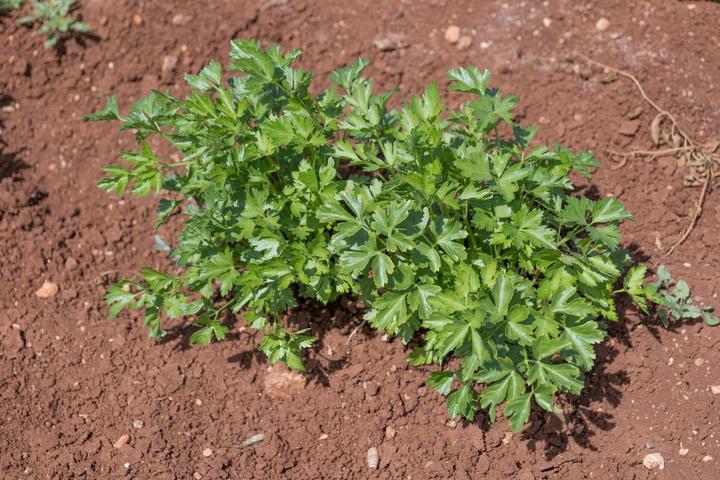 Produktbild Living Seeds Petersilie, einfache Schnitt 3 (Keimlinge)