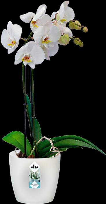 Actual product image Elho Brussels (16 cm)