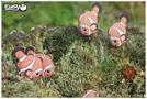 Produktbild Eugy Clownfisch