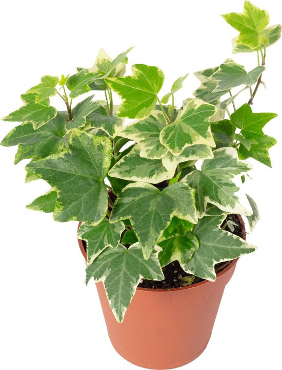 Actual product image Flowerbox Common ivy colourful - height ca. 15 cm, pot-Ø 9 cm - Hedera helix (15 cm)