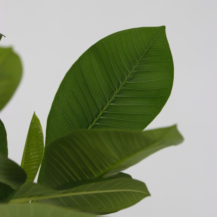 Produktbild Plant in a Box Plumeria rubra - Hawaii pflanze (45 cm)