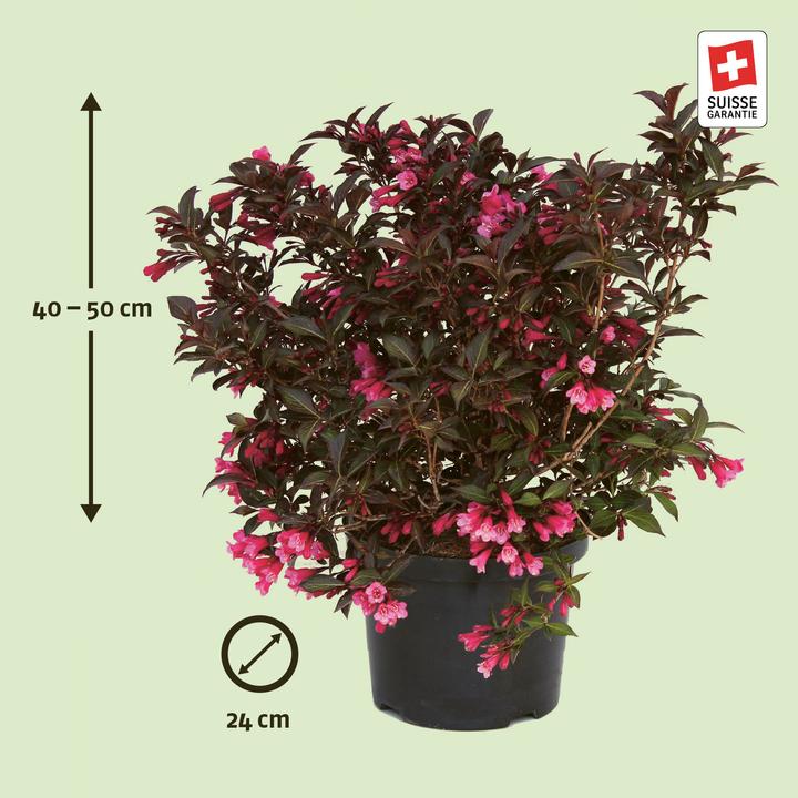 Produktbild Zulauf Weigelie / Weigela florida 'Alexandra'® (50 cm)