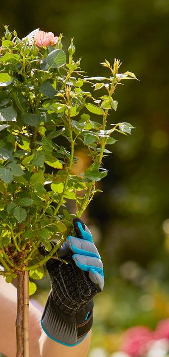 Produktbild Gardena Rosenhandschuh (M)