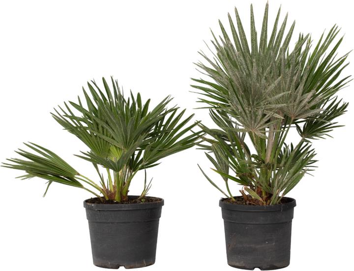 Actual product image Plant in a Box Chamaerops 'Vulcano' - set of 2 volcano dwarf palms (35 cm)