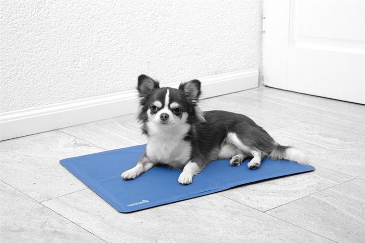 Actual product image Beeztees Quick (Dog)