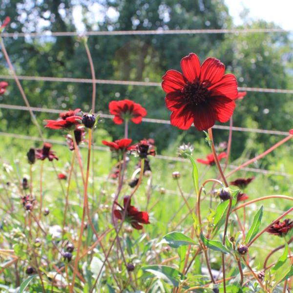 Produktbild Säntispracht 2 er Set, Die duftende Schokoladenkosmee - Cosmos atrosanguineum Chocamocha (50 cm)
