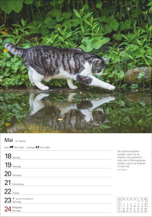 Actual product image Harenberg Katzen Wochenplaner 2026 - 53 faszinierende Fotografien (Hardcover, German)